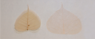 和紙と和紙の間に葉を入れた作品